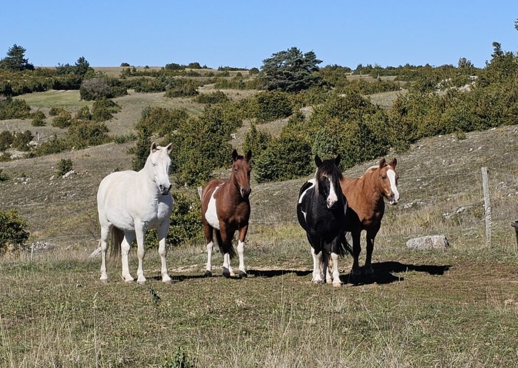 4 Poneys de face sur le causse Mejean