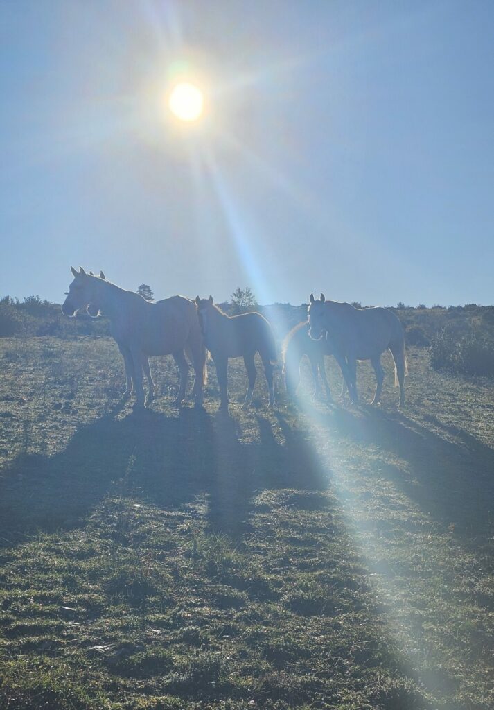 Troupeau de chevaux à contre jour sur le Causse Méjean